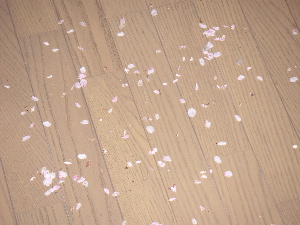 桜の花びらまみれの床