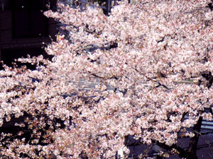 満開の桜